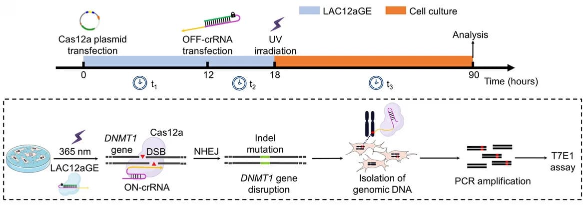 Open access visualization of Workflow, Illustration, LAC12aGE, Genome Editing, Experimental Steps