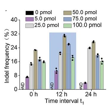 Open access visualization of Bar Plot, Error Bars, Clustered, Time Intervals, OFF-crRNA Concentration