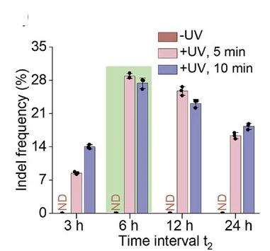 Open access visualization of Bar Plot, Error Bars, Clustered, Time Intervals, UV Illumination