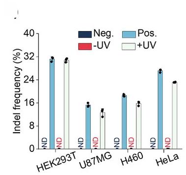 Open access visualization of Bar Plot, Clustered, Indel Frequencies, LAC12aGE, Genome Editing
