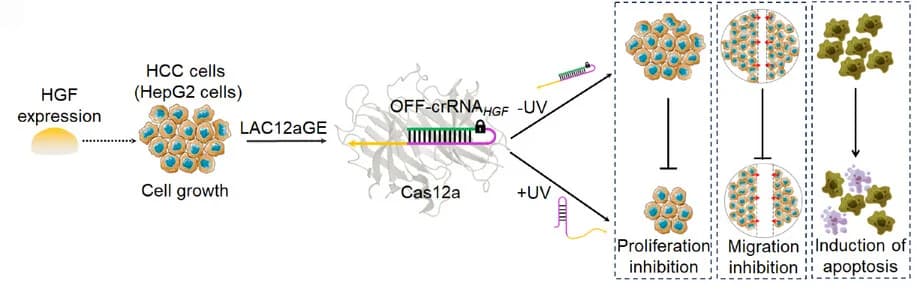 Open access visualization of Workflow, Flowchart, Illustration, LAC12aGE, HGF Gene