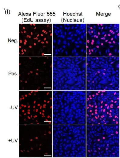 Open access visualization of Microscopy, LAC12aGE, Cell Proliferation, Cas12a Plasmid, HepG2 Cells