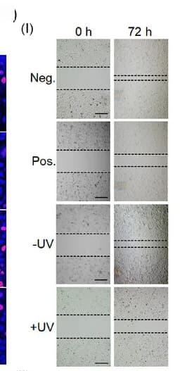 Open access visualization of Microscopy, Photo, LAC12aGE, Cell Migration, Cas12a Plasmid
