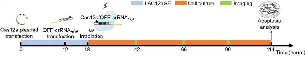 Open access visualization of Workflow, Illustration, LAC12aGE, Gene Editing, HGF