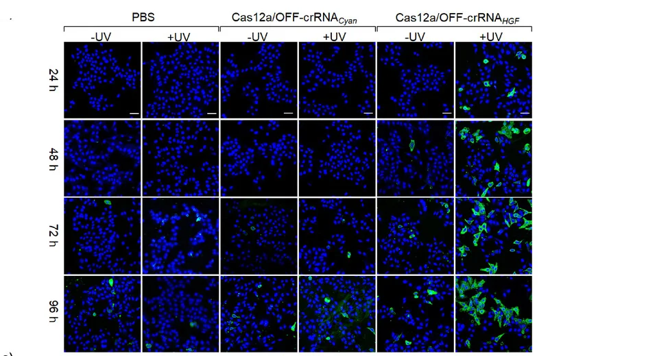 Open access visualization of Microscopy, Confocal Microscopy, HepG2 Cells, Apoptosis, Annexin V-FITC