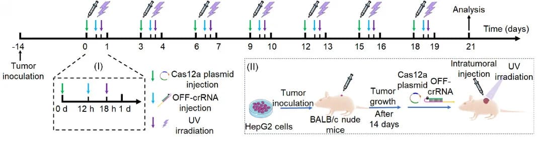 Open access visualization of Workflow, Illustration, Cas12a/crRNA, Gene Editing, HepG2 Tumor