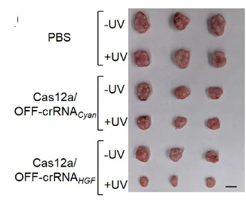 Open access visualization of Photo, Tumors, Mice, Cas12a/OFF-crRNAHGF, Control Systems