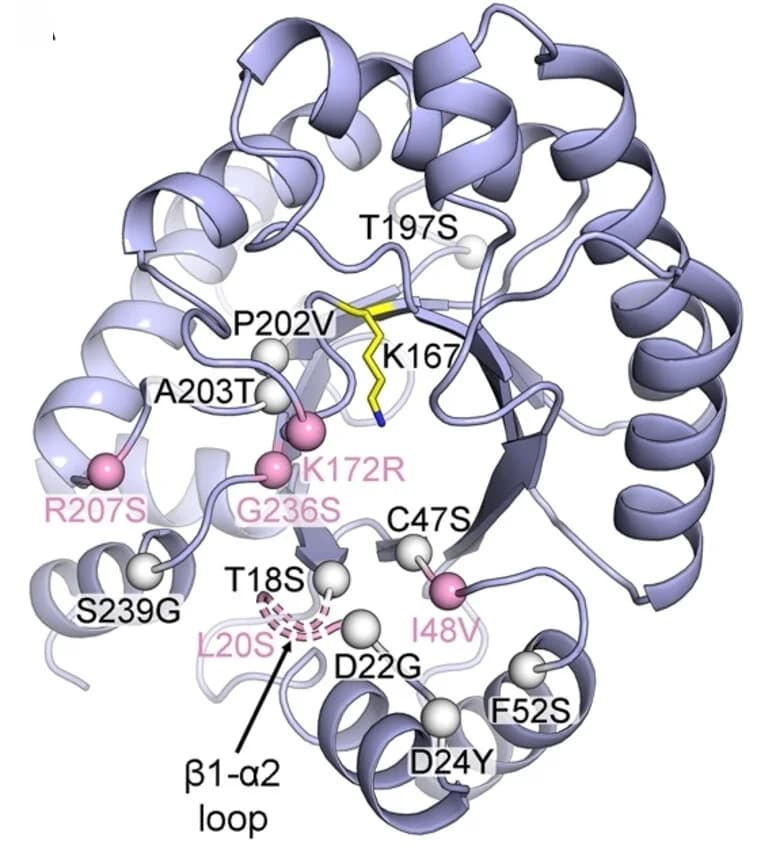 Open access visualization of Protein Structure, Crystal Structures, DERA-EP, Mutations, Polypeptide Chain