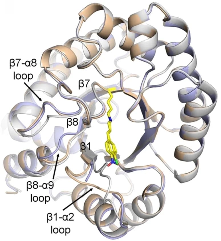 Open access visualization of Protein Structure, Crystal Structures, DERA-EP, DERA-MA, Wild-type DERA