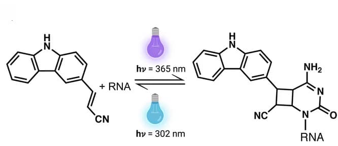 Open access visualization of Chemical Structure, Reversible Photocrosslinking, CNV Probe, Pyrimidine Base