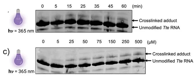 Open access visualization of Gel, Gel Shift Assay, Crosslinked Adduct, Time