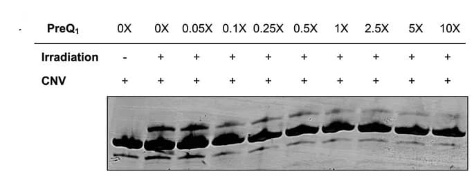 Open access visualization of Gel, PAGE Assay, CNV Probe, PreQ1 Ligand, Gels