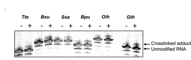 Open access visualization of Gel, Photocrosslinking Efficiency, Riboswitches, PAGE, Gel-shift Images