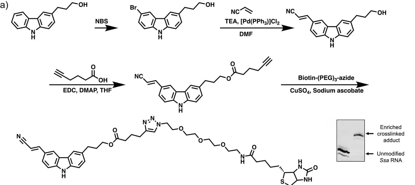 Open access visualization of Workflow, Gel, Illustration, Gel Image, Biotin-Enriched Photocrosslinked Aptamer