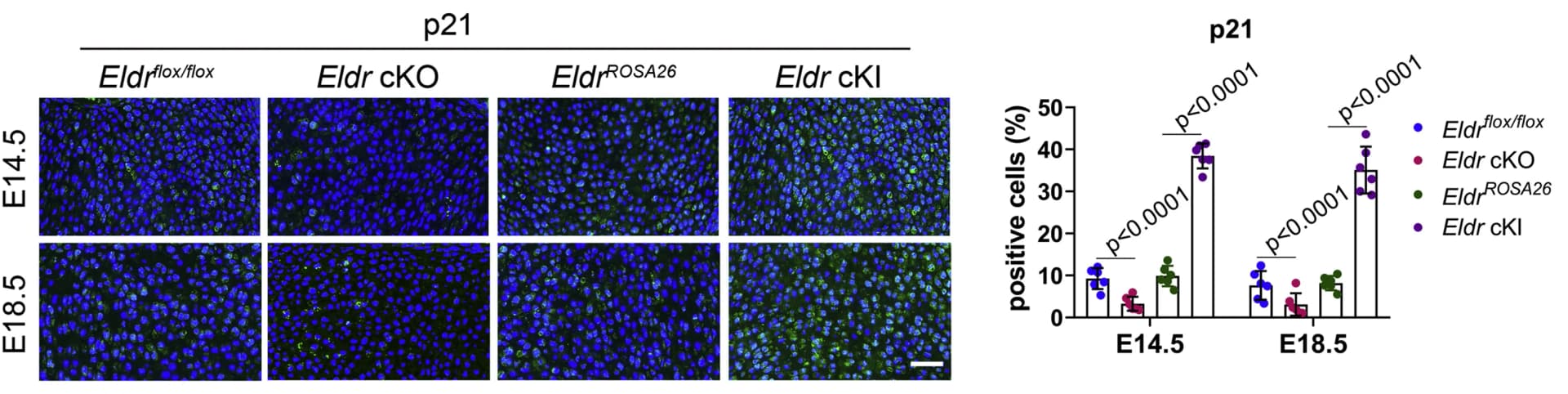 Open access visualization of Bar Plot, Error Bars, Microscopy, Immunofluorescence, Cartilage