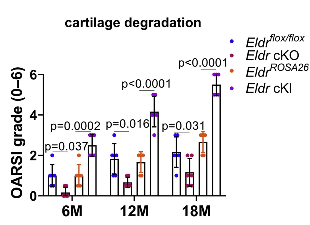 Open access visualization of Bar Plot, Error Bars, Scatter Plot, Histological Evaluation, OARSI