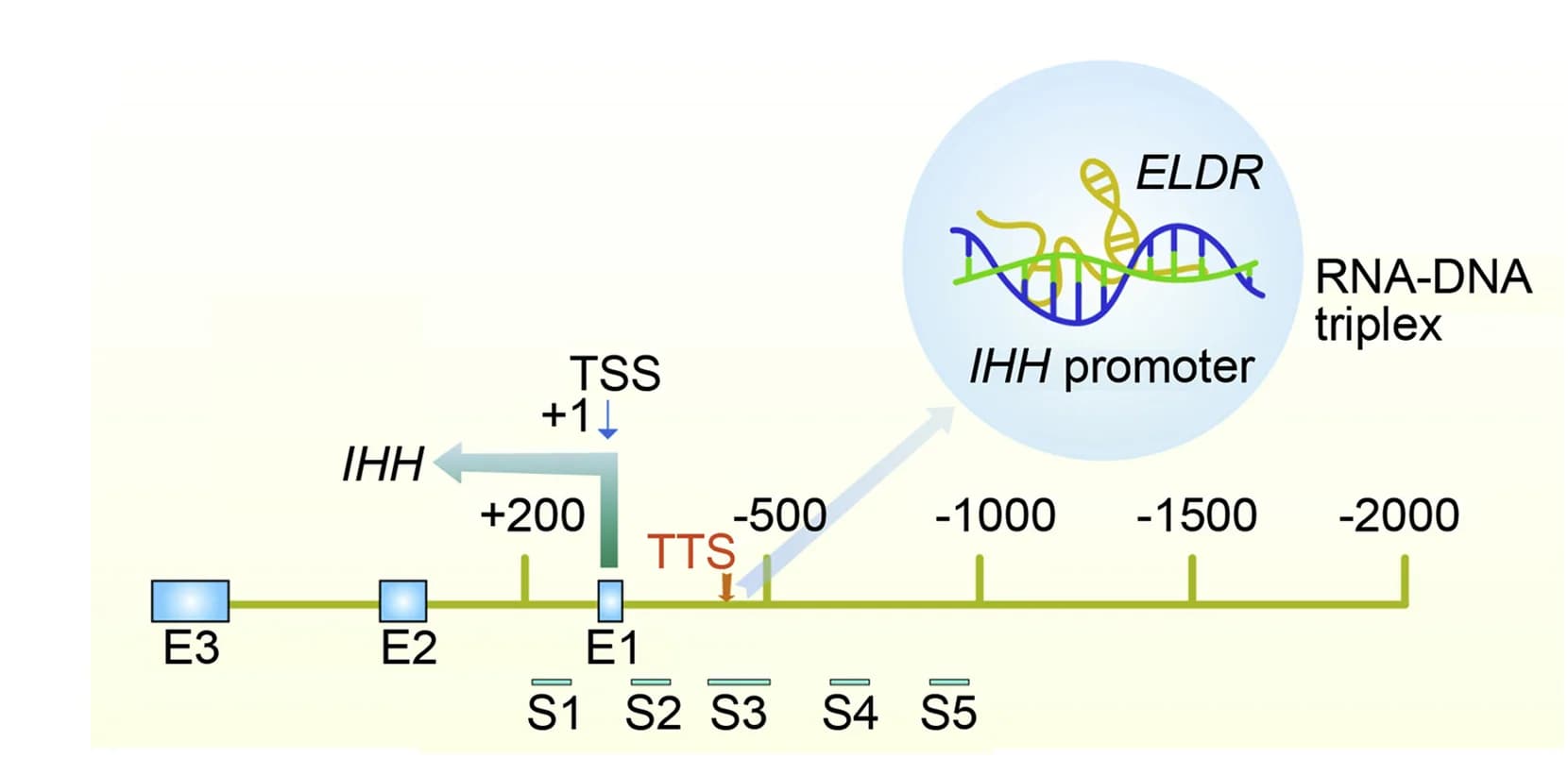 Open access visualization of Workflow, Illustration, ELDR Binding Sites, IHH Promoter, Transcription Start Sites