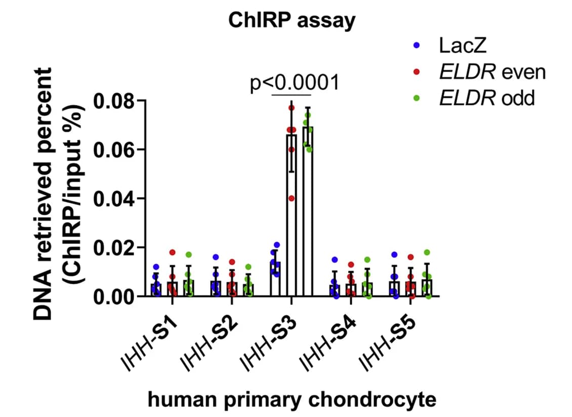 Open access visualization of Bar Plot, Error Bars, Scatter Plot, ChIRP-qPCR Analysis, ELDR-associated Chromatin
