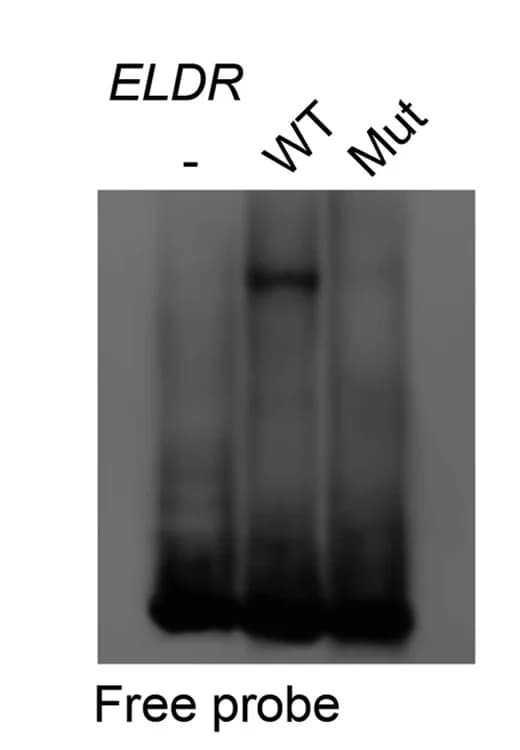 Open access visualization of Gel, WT ELDR, Mutant ELDR, Double-Stranded Biotinylated IHH Promoter, RNA-DNA Triplexes
