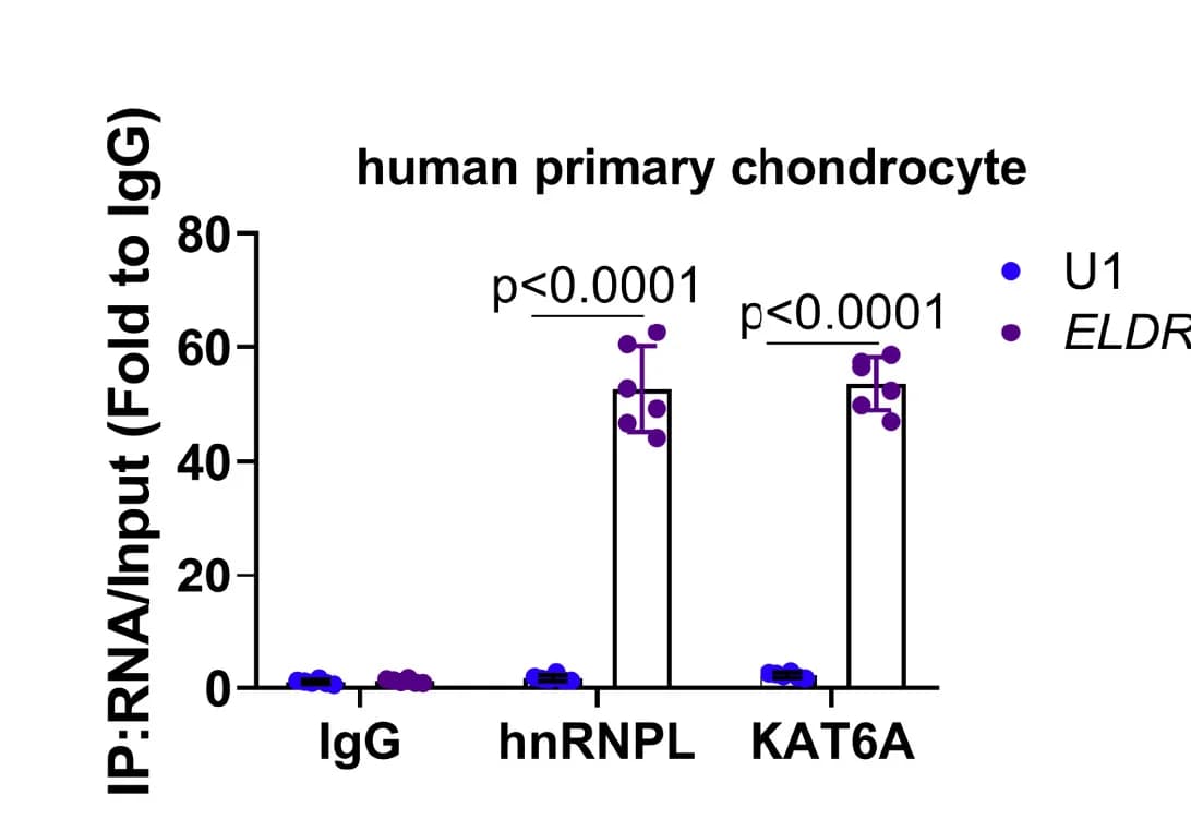Open access visualization of Bar Plot, Error Bars, Scatter Plot, RIP analysis, anti-hnRNPL antibody