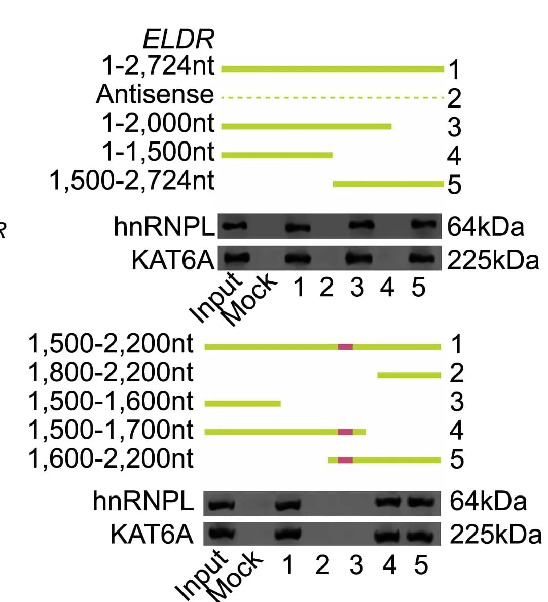 Open access visualization of Gel, Illustration, Serial deletions, ELDR, RNA pull-down assays