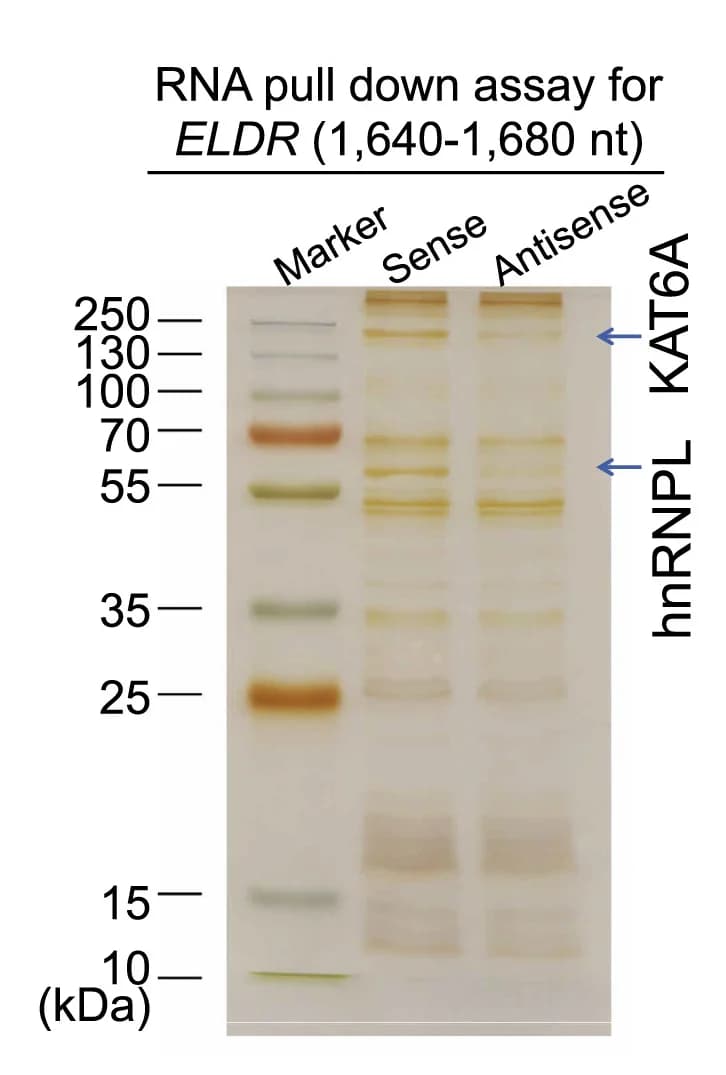 Open access visualization of Gel, RNA pull-down assay, ELDR sense RNA, ELDR antisense RNA, Human chondrocytes