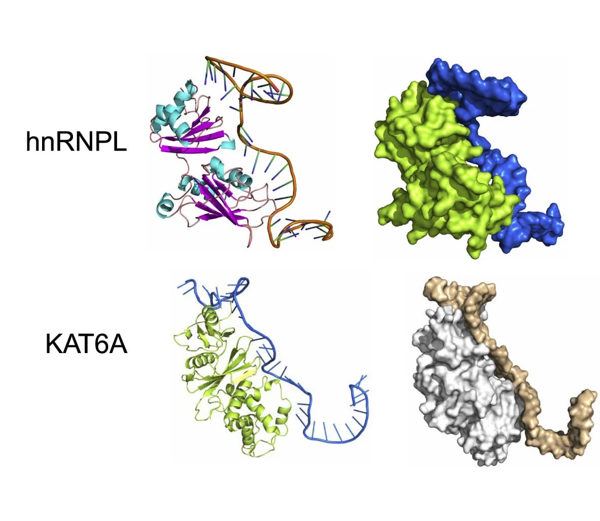 Open access visualization of Protein Structure, Chemical Structure, Interaction model, ELDR, hnRNPL
