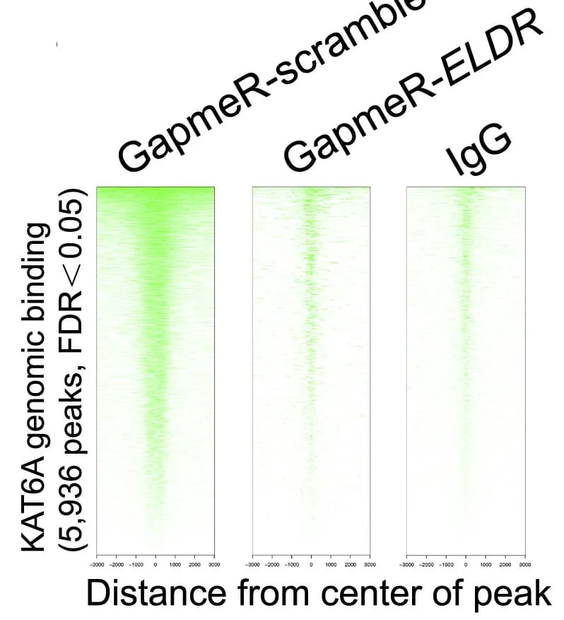 Open access visualization of Heatmap, KAT6A, Gene Expression, Chondrocytes, GapmeR-ELDR