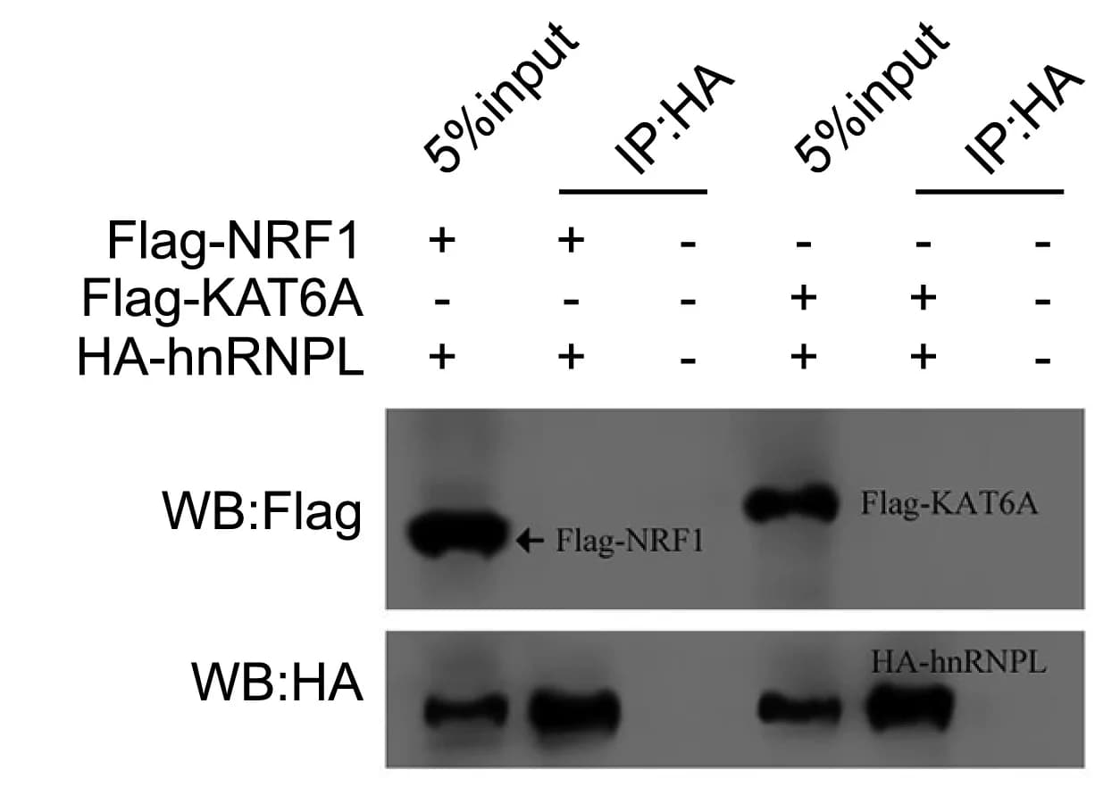 Open access visualization of Gel, Co-IP, NRF1, hnRNPL, KAT6A