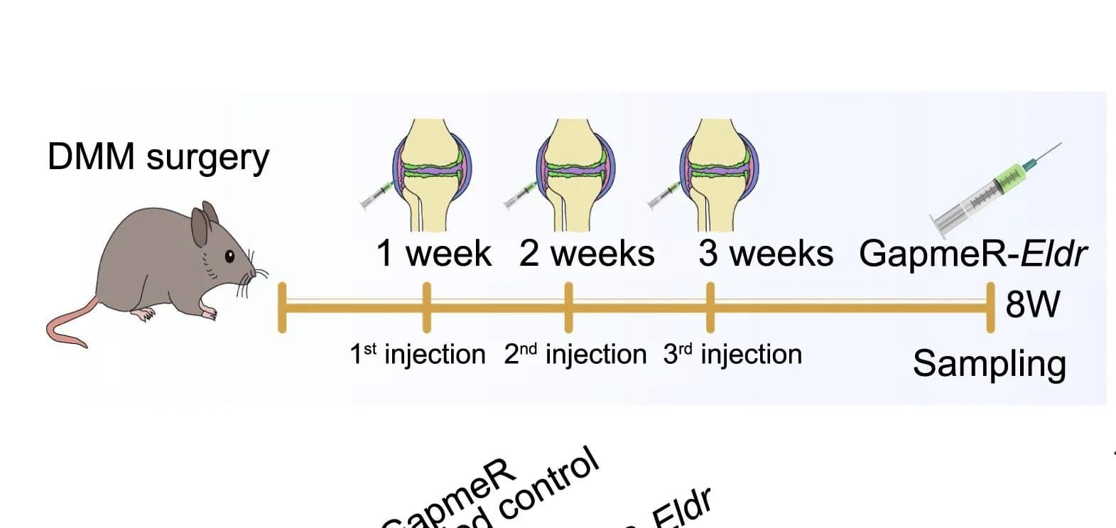 Open access visualization of Workflow, Illustration, Treatment Strategy, GapmeR-Eldron, OA Progression