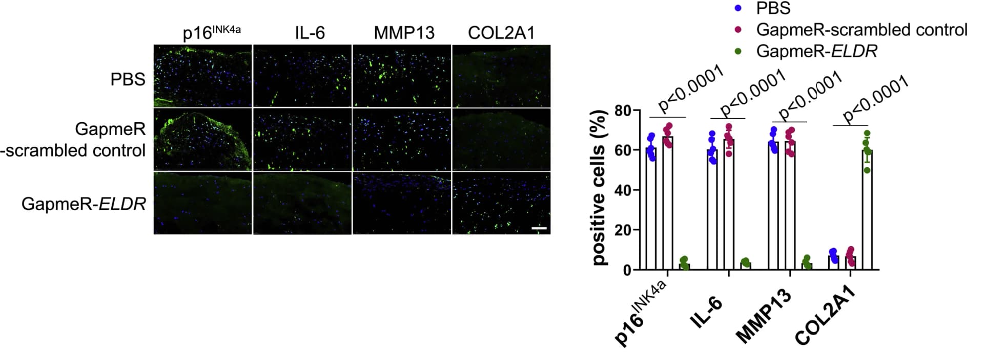 Open access visualization of Bar Plot, Error Bars, Microscopy, Immunostaining, p16INK4a