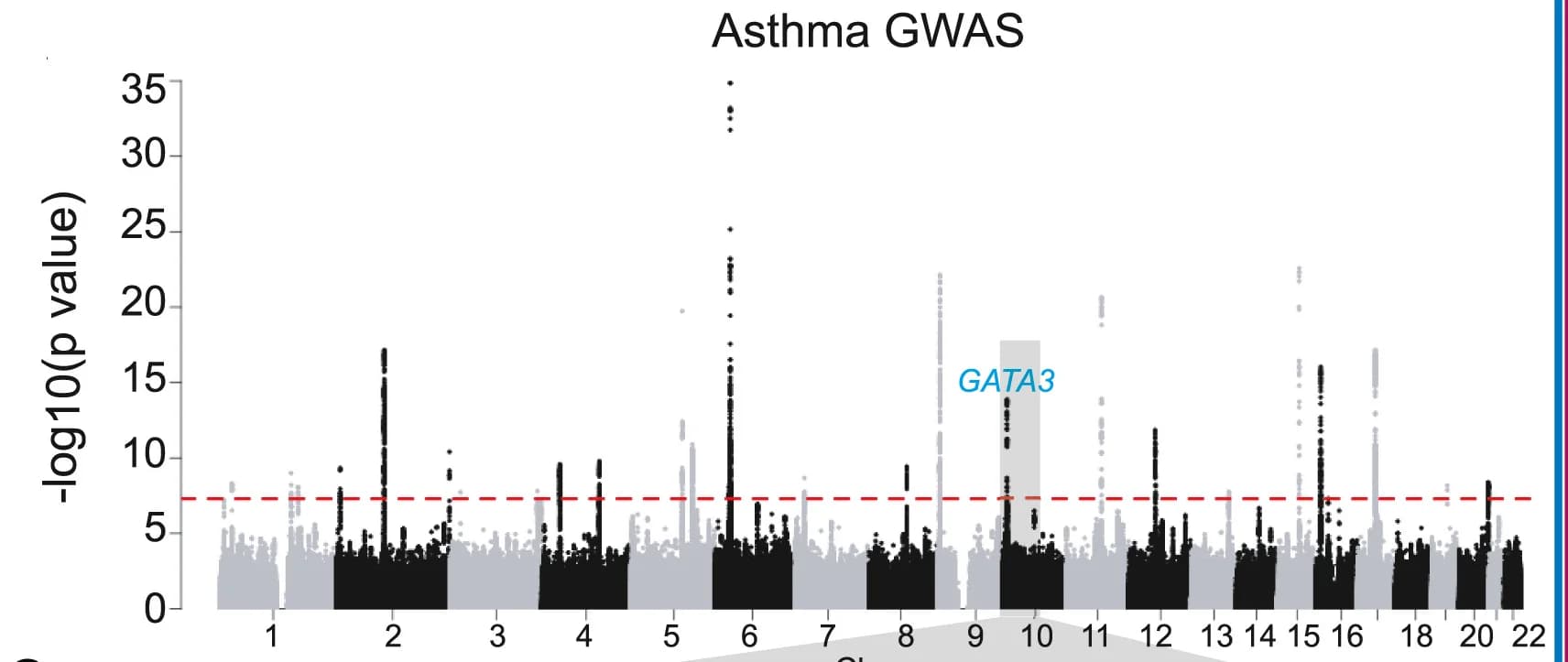 Open access visualization of Manhattan Plot, GWAS, Asthma