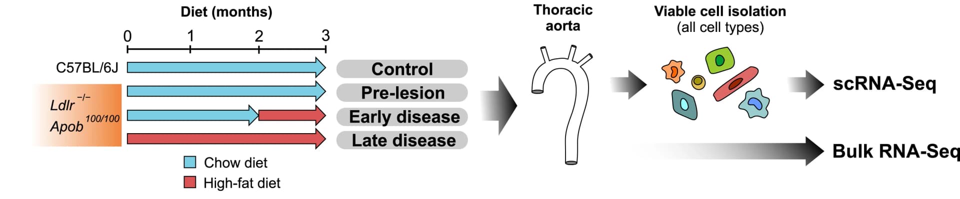 Open access visualization of Workflow, Flowchart, Illustration, Experimental Setup