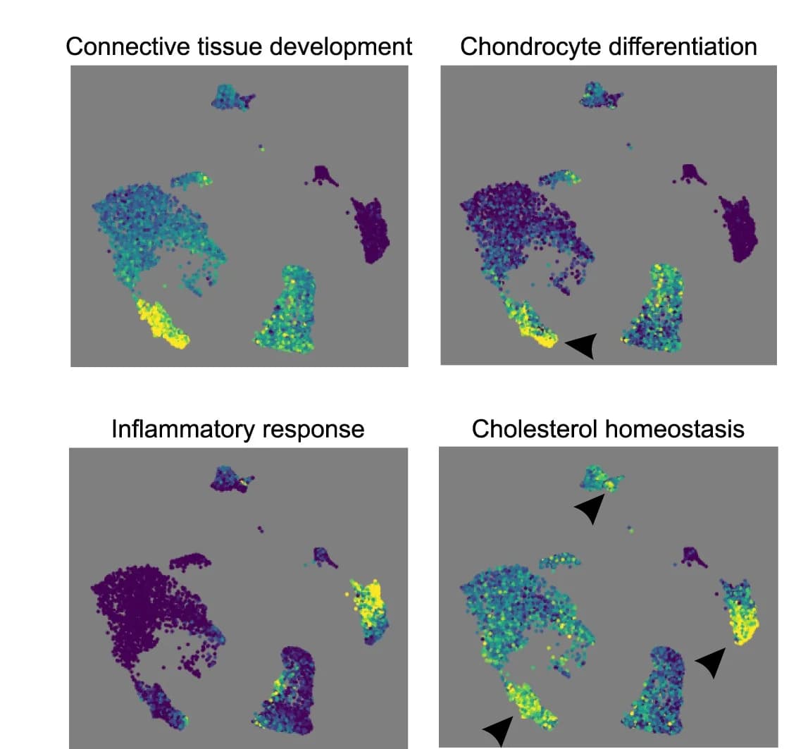 Open access visualization of UMAP, Single-cell, Gene Set Enrichment, Biological Processes, Enrichment Score