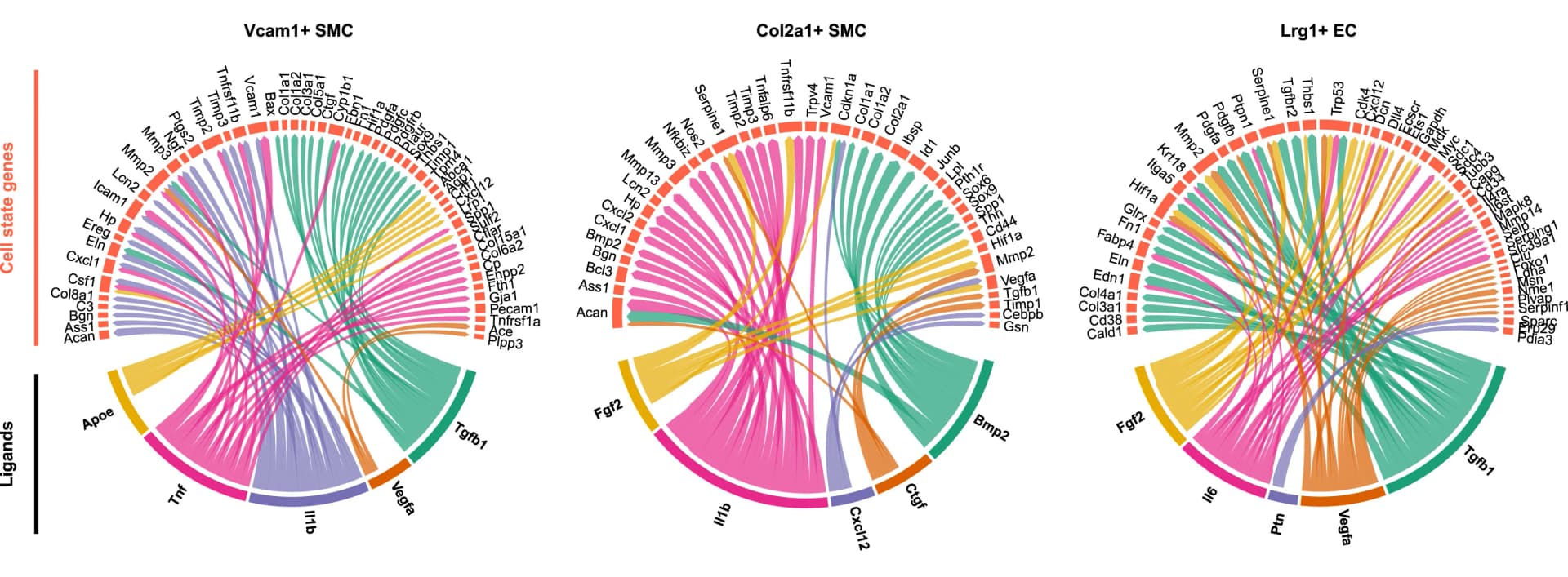 Open access visualization of Chord, Ligand, Target Gene, Vcam1+ SMCs, Col2a1+ SMCs