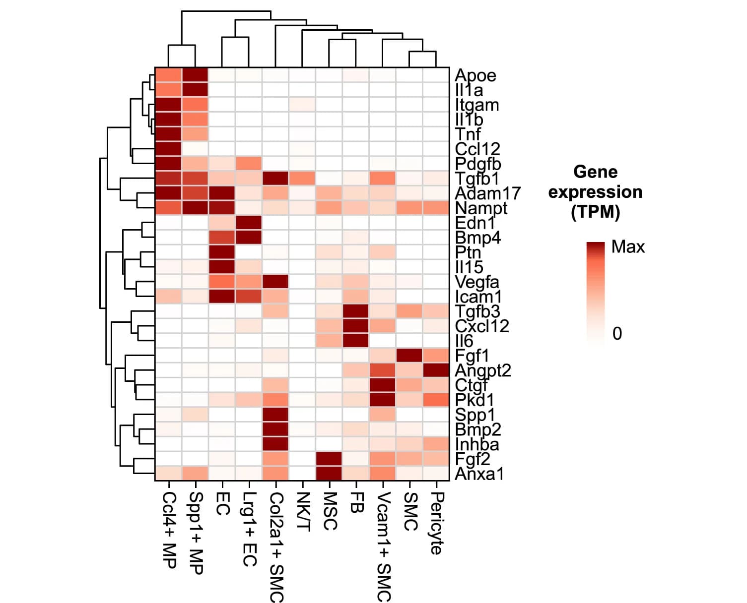 Open access visualization of Heatmap, Clustered, Ligands, Cell States, Gene Expression