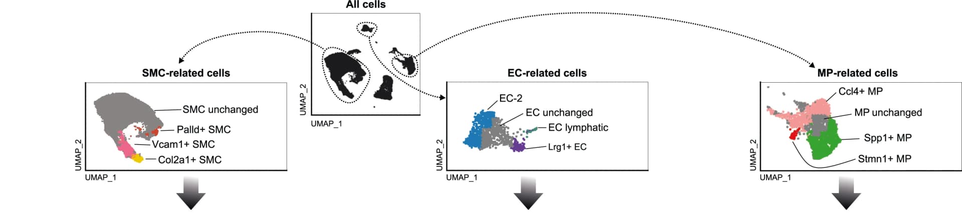 Open access visualization of UMAP, Scatter Plot, Atherosclerosis, Cell States, SCENIC Analysis