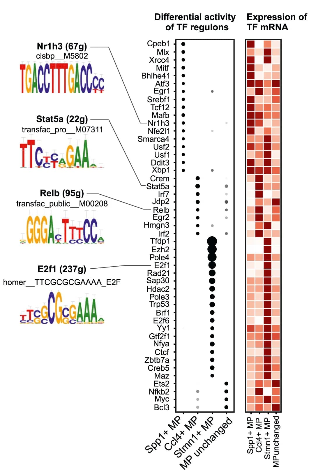 Open access visualization of Bubble Plot, Heatmap, Gene Regulatory Networks, Macrophage, Regulon Activity