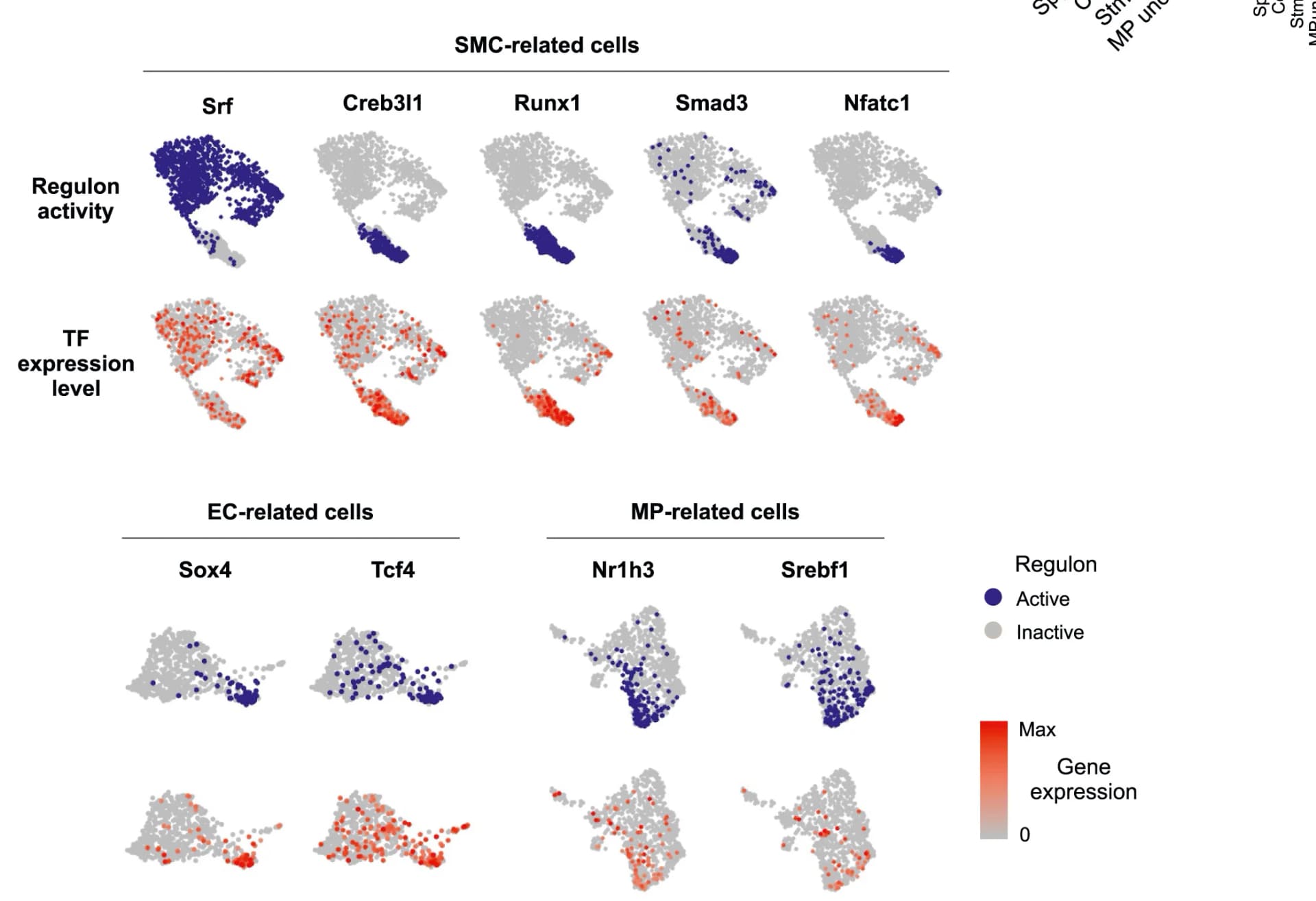 Open access visualization of Scatter Plot, UMAP, Regulon Activity, Transcription Factor