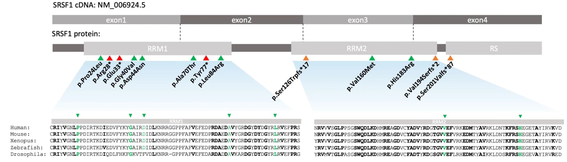 Open access visualization of Illustration, Gene Structure, Transcript Structure, Protein Structure, Clinical Variants