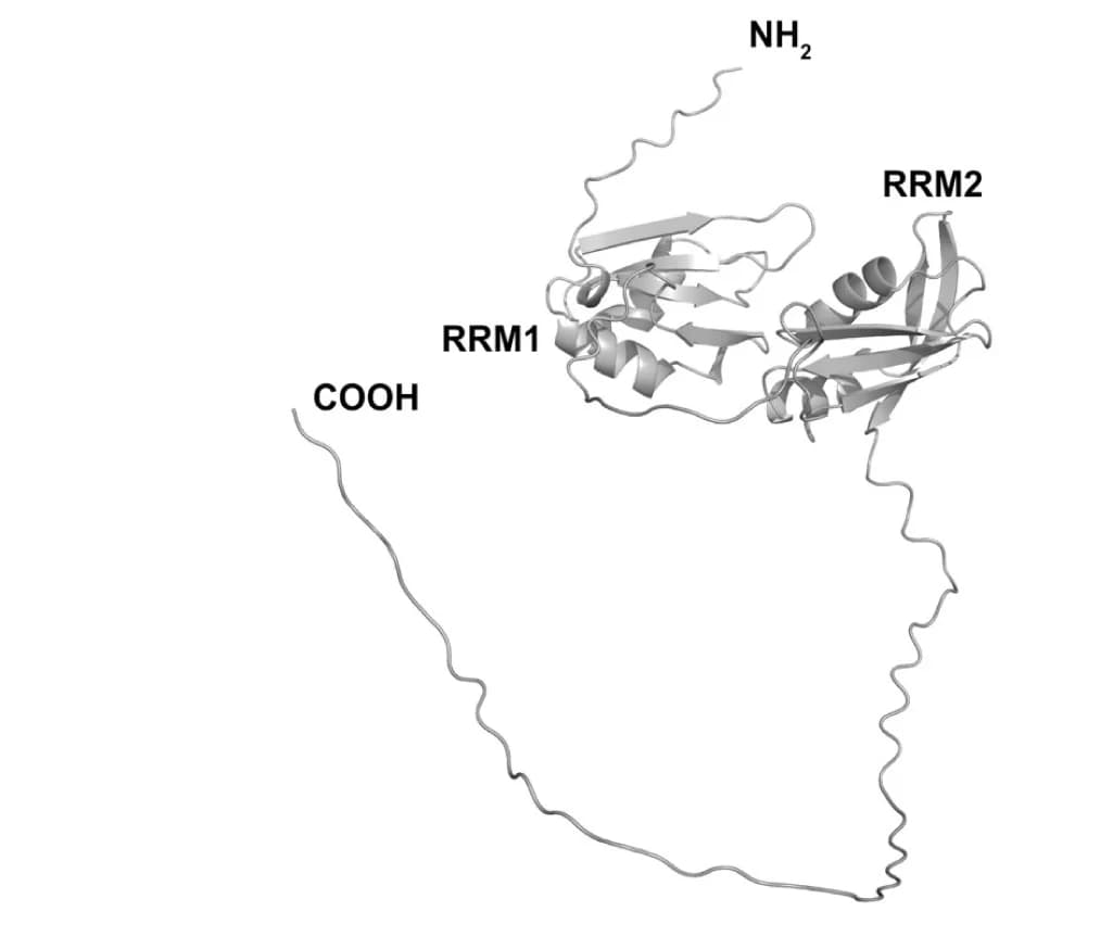 Open access visualization of Protein Structure, SRSF1, Structural Prediction, AlphaFold, PyMol