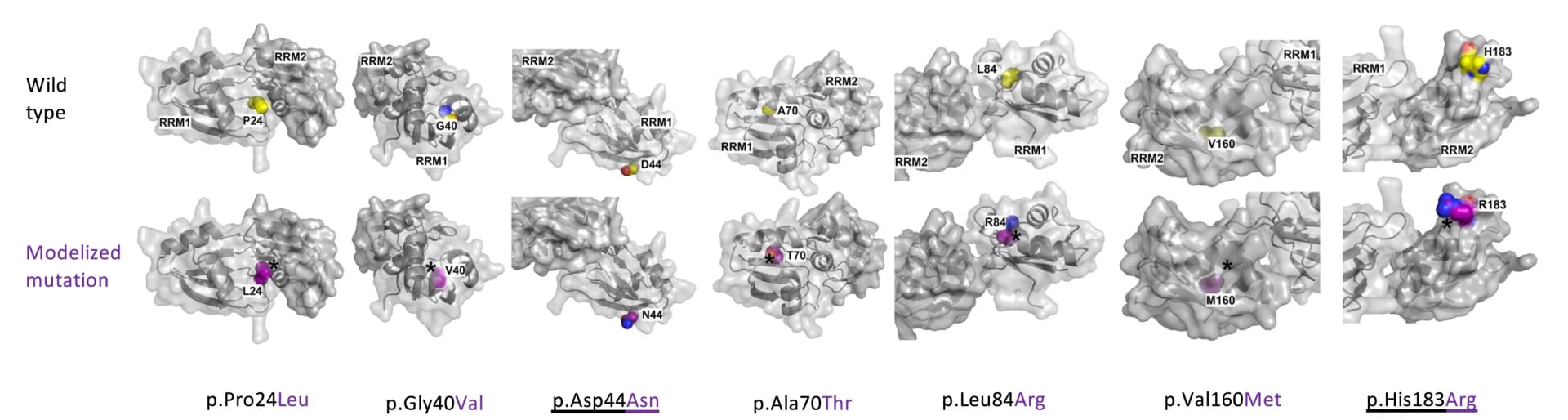 Open access visualization of Protein Structure, Missense Variants, Structural Prediction, Protein Surface, Asp44Asn