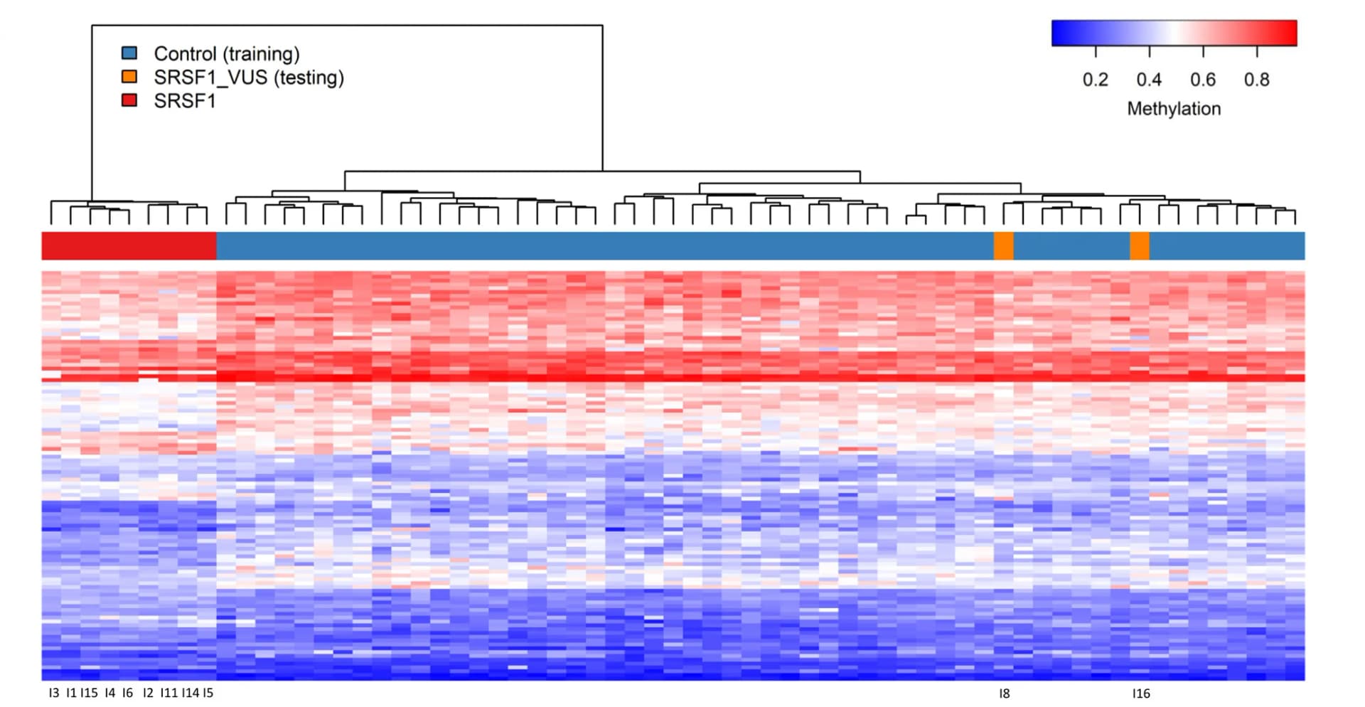 Open access visualization of Heatmap, Clustered, VUS Samples, Controls, SRSF1 Variants