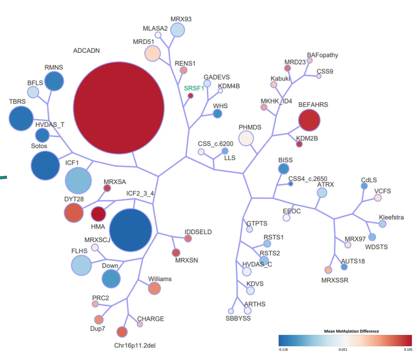 Open access visualization of Network, Tree-and-Leaf Visualization, Euclidean Clustering, SRSF1 Cohort, EpiSign Disorders