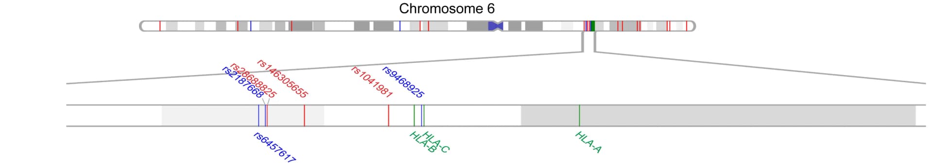 Open access visualization of Locuszoom Plot, Chromosome 6, Melanoma, Single Nucleotide Polymorphism, HLA coding region