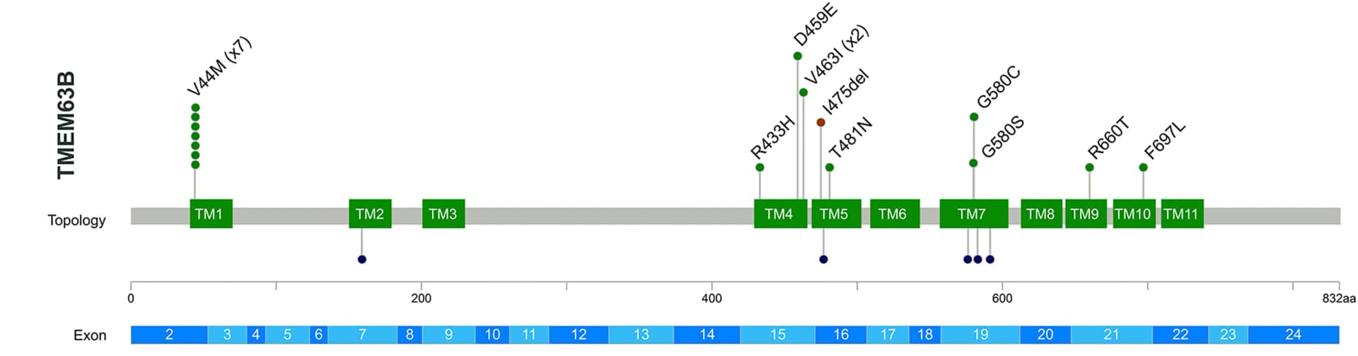 Open access visualization of Illustration, TMEM63B Variants, Protein Map, Missense Substitutions, In-frame Deletion