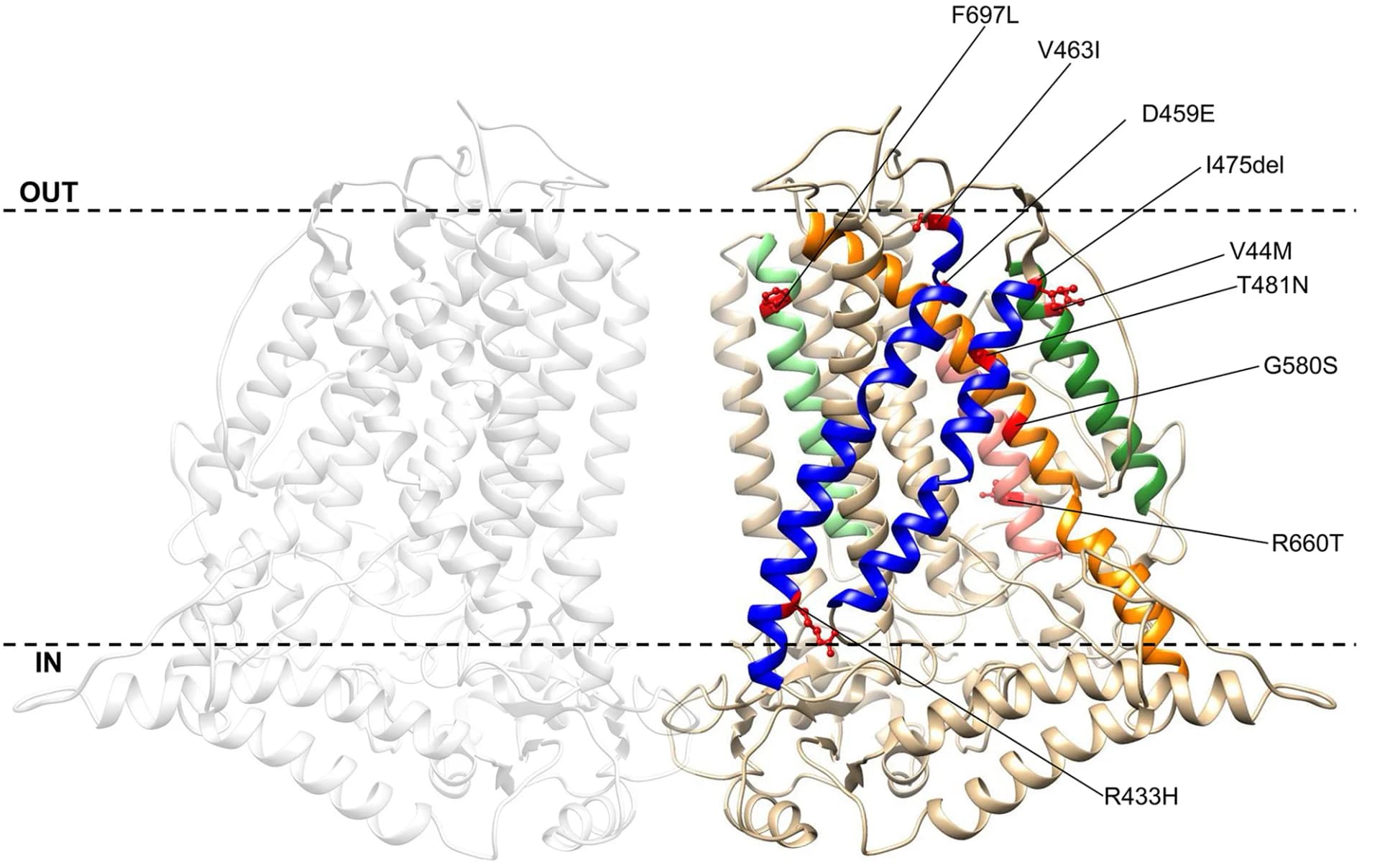 Open access visualization of Protein Structure, TMEM63B, Membrane Plane, Transmembrane Helix, Variants