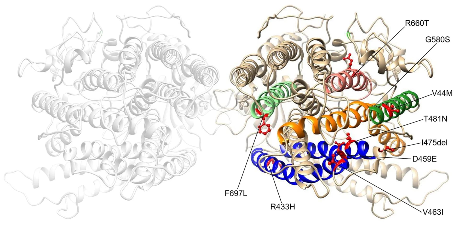 Open access visualization of Protein Structure, TMEM63B, Extracellular Side, Transmembrane Helix, Variants