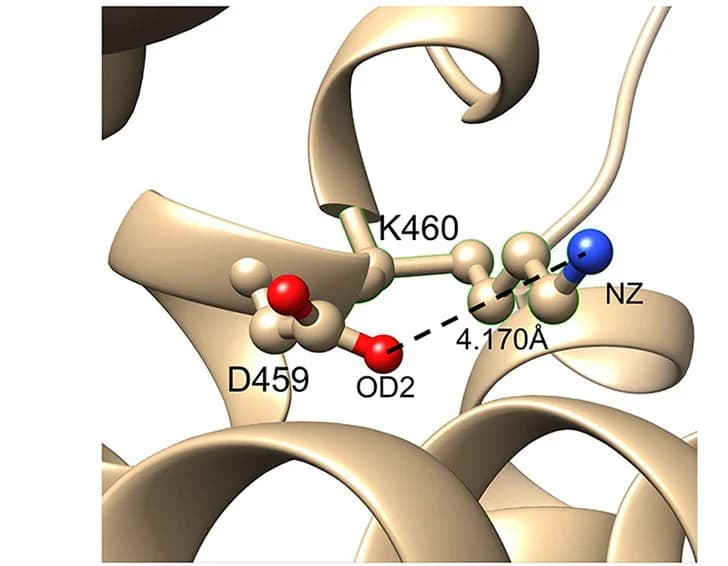 Open access visualization of Protein Structure, Chemical Structure, Structural Change, D459E Substitution, Salt Bridge