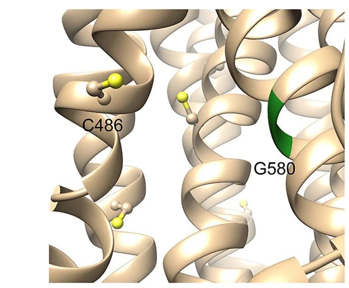 Open access visualization of Protein Structure, Structural Change, G580C Substitution, Glycine, Cysteine